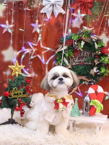 20231228みたらしちゃん